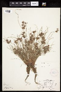 Cyperus bipartitus image