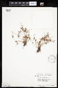 Cyperus bipartitus image