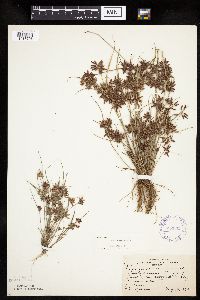 Cyperus bipartitus image