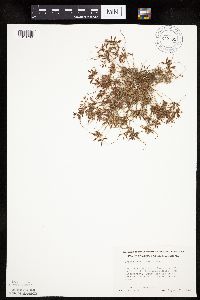 Cyperus bipartitus image
