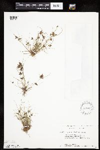Cyperus bipartitus image
