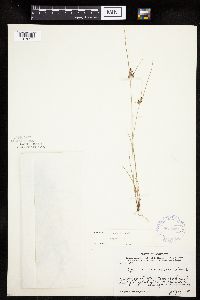 Cyperus bipartitus image