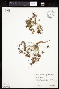 Cyperus diandrus image