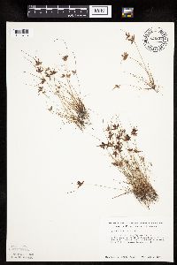 Cyperus bipartitus image