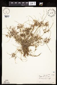 Cyperus bipartitus image