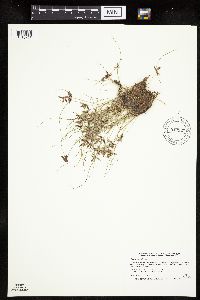 Cyperus bipartitus image