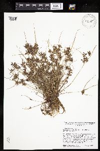 Cyperus bipartitus image