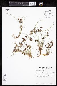 Cyperus bipartitus image