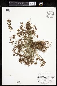 Cyperus bipartitus image
