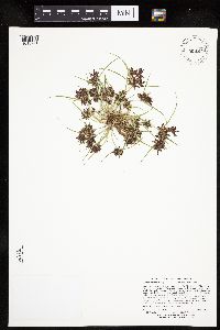 Cyperus diandrus image