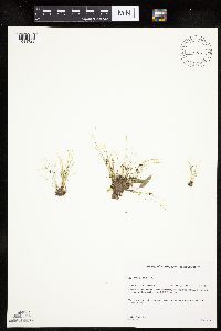 Cyperus bipartitus image