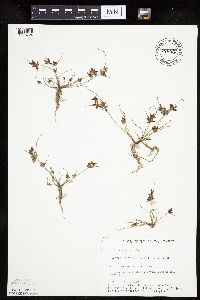 Cyperus bipartitus image