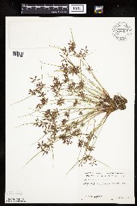 Cyperus bipartitus image