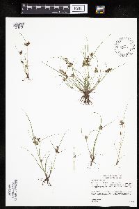 Cyperus bipartitus image