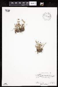 Cyperus bipartitus image
