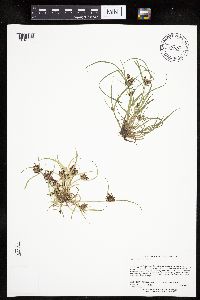 Cyperus diandrus image
