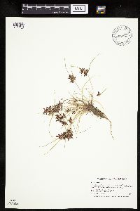 Cyperus bipartitus image