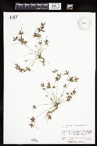 Cyperus bipartitus image