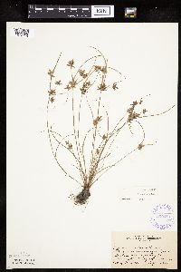 Cyperus bipartitus image