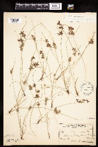 Cyperus bipartitus image