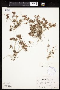 Cyperus bipartitus image