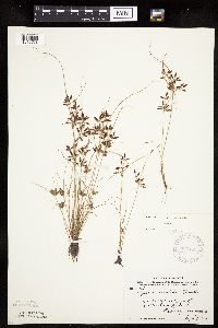 Cyperus bipartitus image