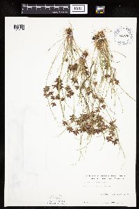 Cyperus bipartitus image
