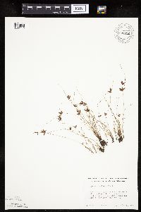 Cyperus bipartitus image