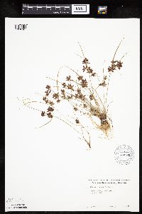 Cyperus bipartitus image