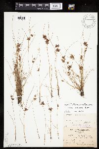 Cyperus bipartitus image