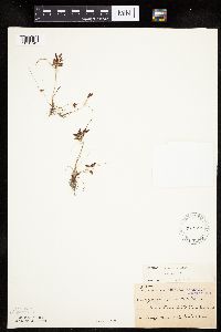 Cyperus bipartitus image