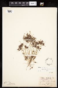 Cyperus bipartitus image