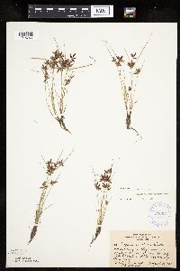 Cyperus bipartitus image