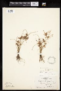 Cyperus bipartitus image