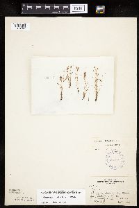 Cyperus bipartitus image