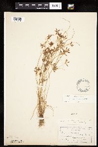 Cyperus bipartitus image