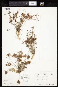 Cyperus bipartitus image