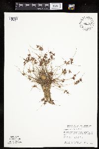 Cyperus bipartitus image