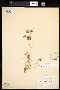 Cyperus bipartitus image