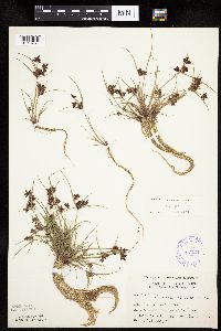 Cyperus bipartitus image