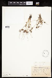 Cyperus bipartitus image