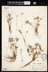 Cyperus bipartitus image