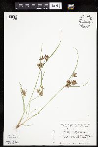 Cyperus diandrus image