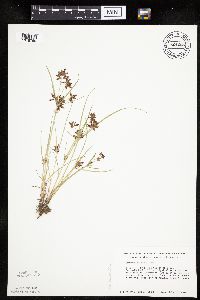 Cyperus diandrus image