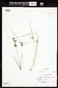 Cyperus diandrus image