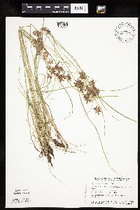 Cyperus diandrus image