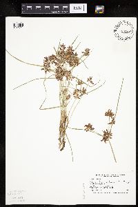Cyperus diandrus image