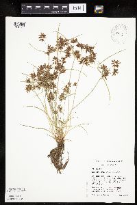 Cyperus diandrus image