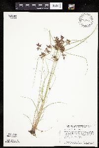 Cyperus diandrus image