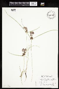 Cyperus diandrus image